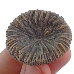 Nicaeotrochus cyclolitoides
