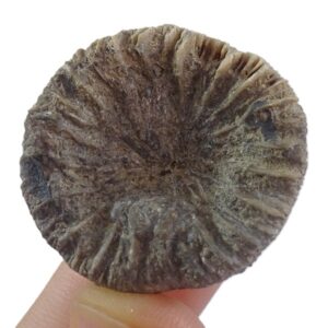 Nicaeotrochus cyclolitoides
