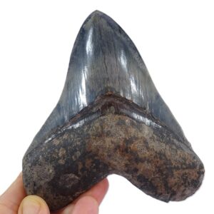 Carcharocles megalodon