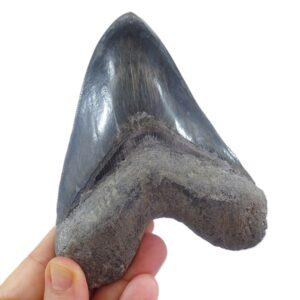 Carcharocles megalodon
