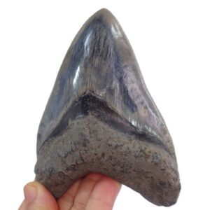 Carcharocles megalodon