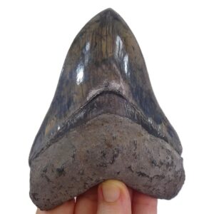 Carcharocles megalodon