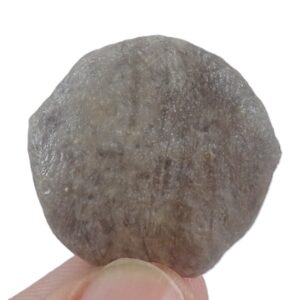 Nummulites perforatus