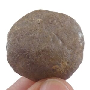 Nummulites perforatus