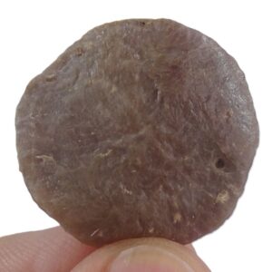 Nummulites perforatus