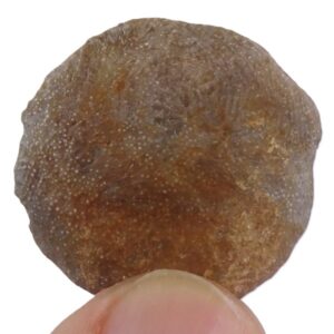 Nummulites perforatus