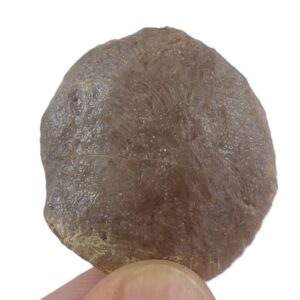 Nummulites perforatus