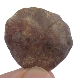 Nummulites perforatus