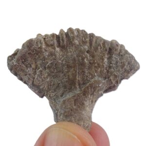 Rhipidogyra flabellum