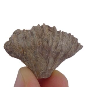 Rhipidogyra flabellum