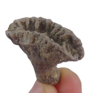 Rhipidogyra flabellum