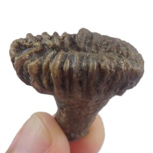 Rhipidogyra flabellum