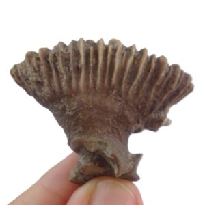 Rhipidogyra flabellum