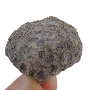 Cyathophora sp.