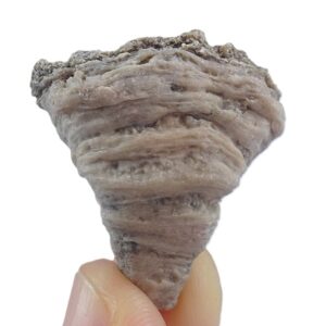 Cyathophora sp.