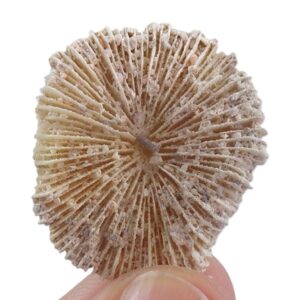 Fungia scruposa