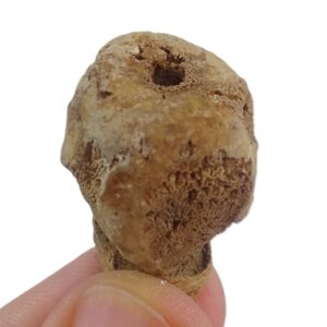 Cylindrophyma sp.