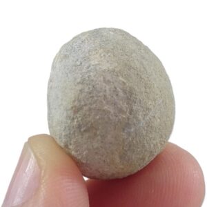 Hindia fibrosa