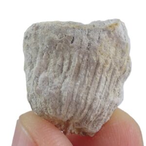 Dungulia texana