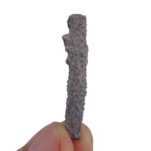 Coelocladia spinosa