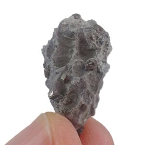 Pleurodictyum sp.