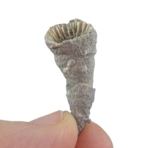 Lophophyllidium proliferum