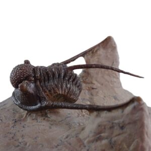 Cyphaspis eberhardiei