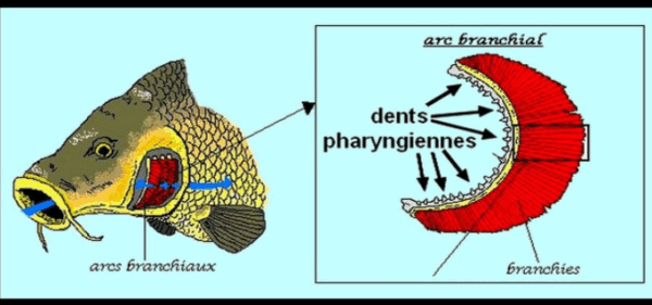 Eotrigonodon serratus - Imagen 2