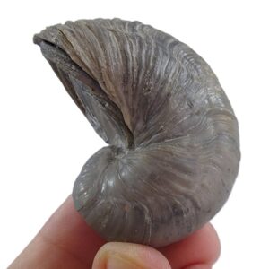 Gryphaea arcuata