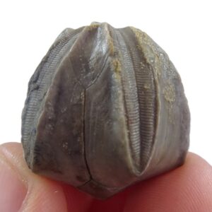 Pentremites sp.