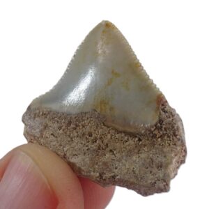 Carcharocles megalodon