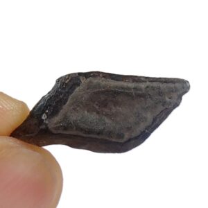 Lepisosteus sp.