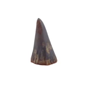 Birgeria mougeoti