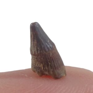 Birgeria mougeoti