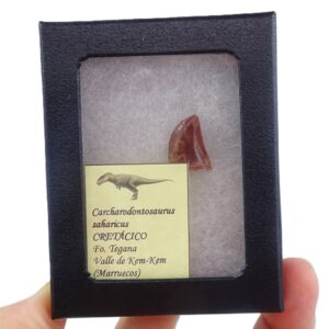 Carcharodontosaurus saharicus