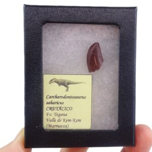 Carcharodontosaurus saharicus