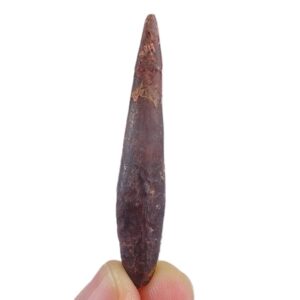 Siroccopteryx moroccensis