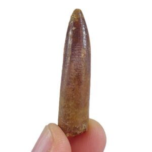 Titanosaurio