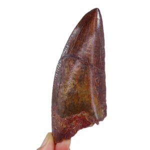 Carcharodontosaurus saharicus