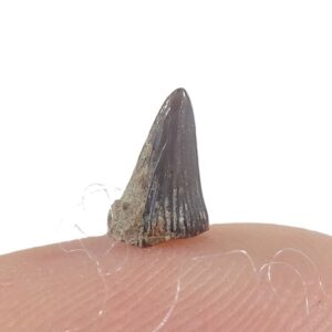 Birgeria mougeoti