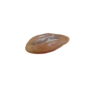 Neobythitinorum sp.