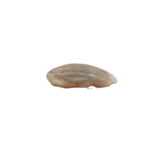 Neobythitinorum sp.