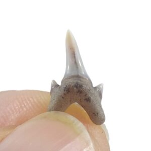 Archaeolamna kopingensis