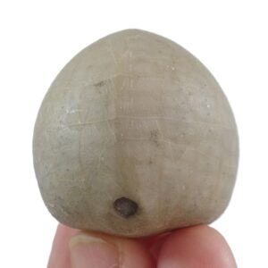 Echinocorys scutata  VENDIDO