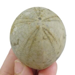 Echinocorys scutata  VENDIDO