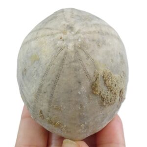 Echinocorys darderi  VENDIDO