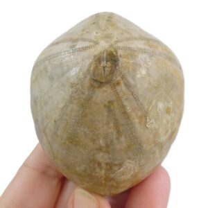 Echinocorys darderi  VENDIDO