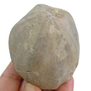 Echinocorys darderi  VENDIDO