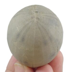 Echinocorys scutata  VENDIDO