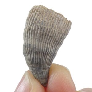 Ceratotrochus sp.  VENDIDO